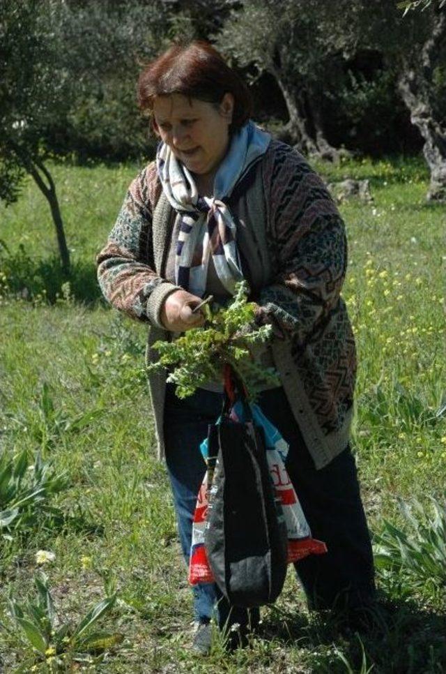 Urla Geleneksel Ot Toplama Festivali Sona Erdi 1