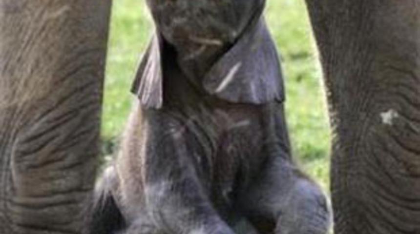 Hayvanların 10 tuhaf ger&ccedil;eği