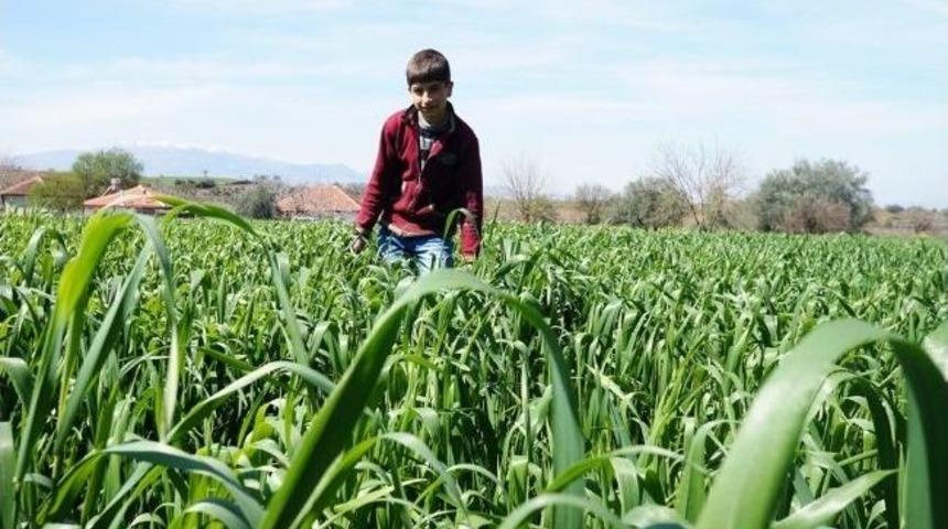 Ekili Alanlarda Yağmur Bereketi