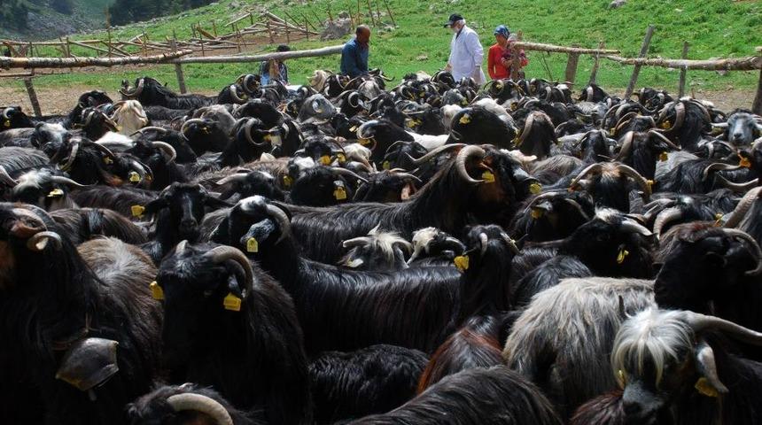 Ana&ccedil; Ke&ccedil;iler, Halk Eliyle Belirleniyor