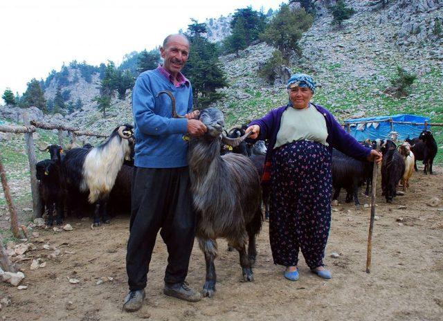 Anaç Keçiler, Halk Eliyle Belirleniyor