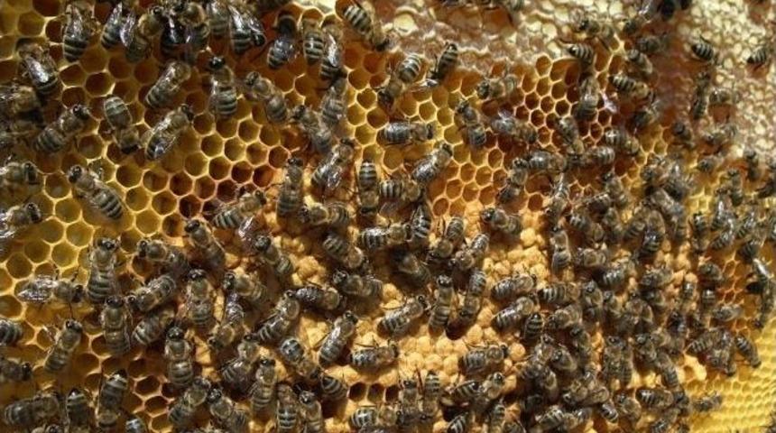 Arıcılar 2013 Yılından Umutlu