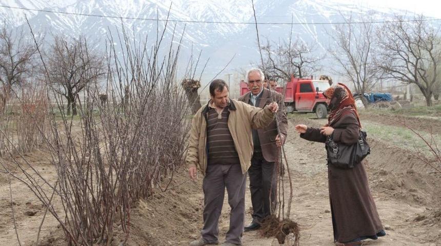 Erzincan&rsquo;da Meyve Fidan Satışları Başladı