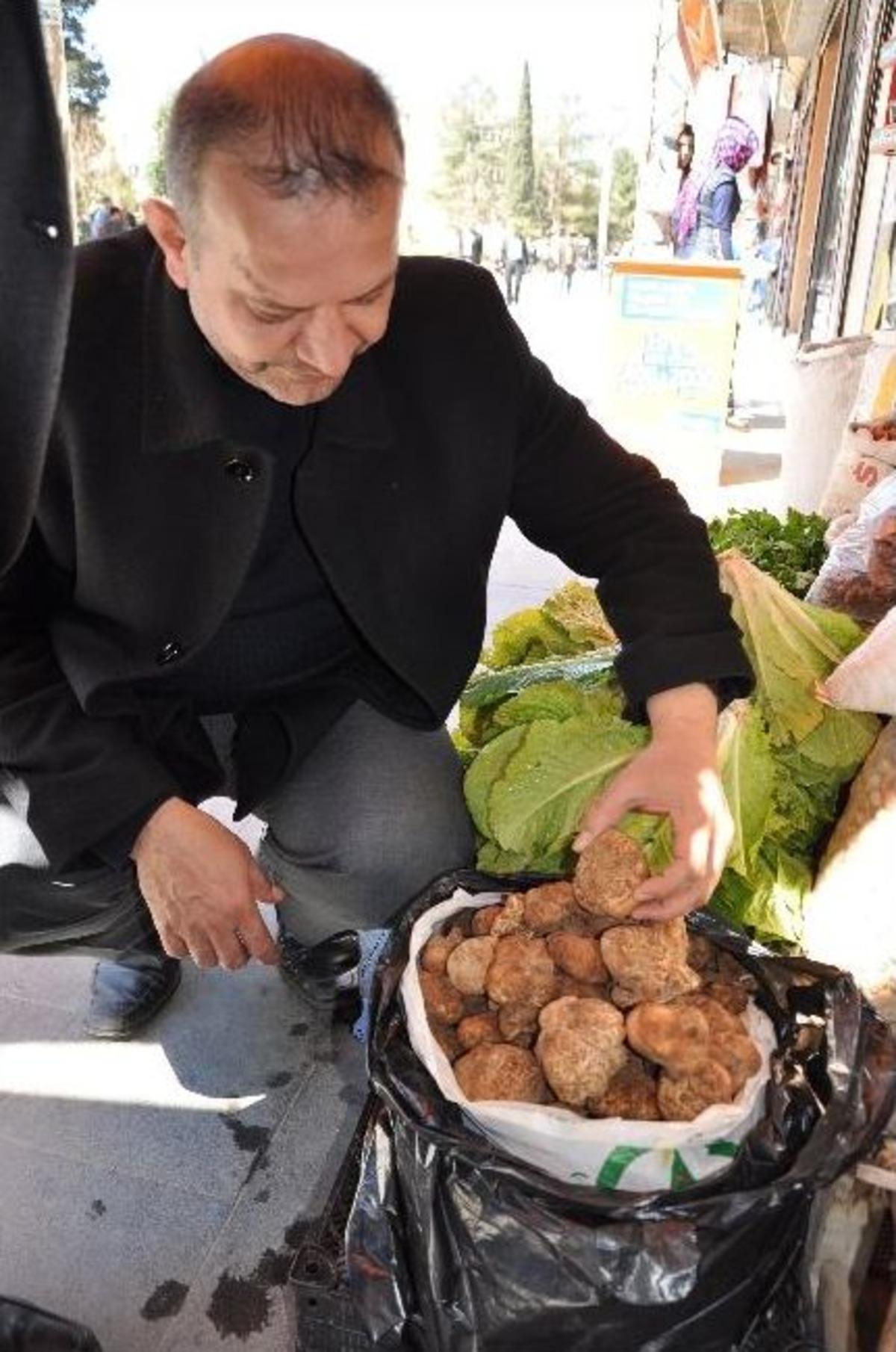 Dobelan Mantarına Yoğun İlgi