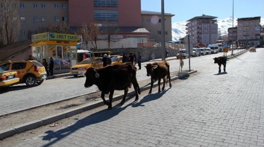 Hakkaride Başıboş İnek Sorunu