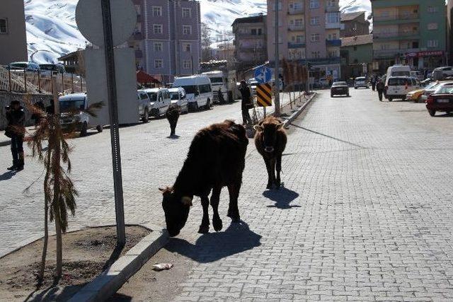 Hakkaride Başıboş İnek Sorunu