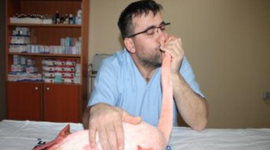 Ayağında Par&ccedil;alı Kırık Olan Flamingo, Bursa'da Tedavi Edilecek