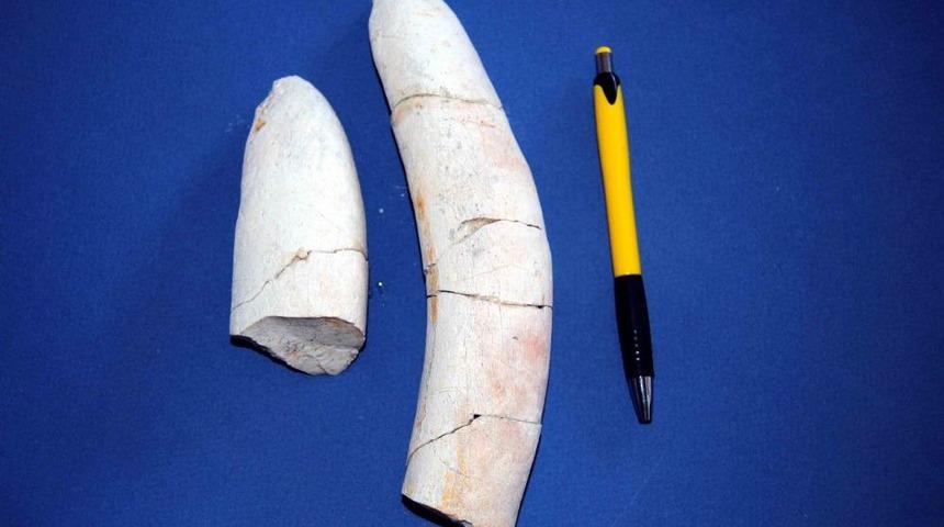 Mersin'de Deniz Ineği Fosili Bulundu