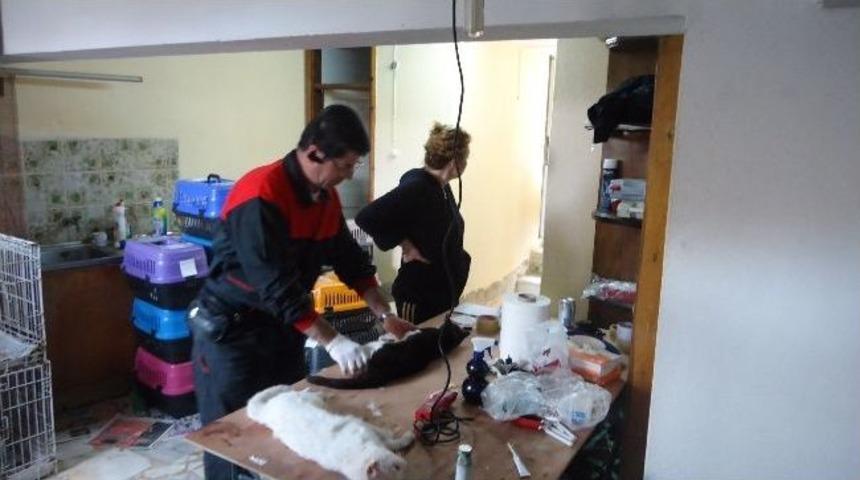 Ayvalık&rsquo;ta Sokak Hayvanlarını Kısırlaştırdılar