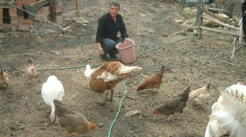 &Ccedil;iftlikte &Ccedil;alınan M&uuml;zik Verim Artırdı