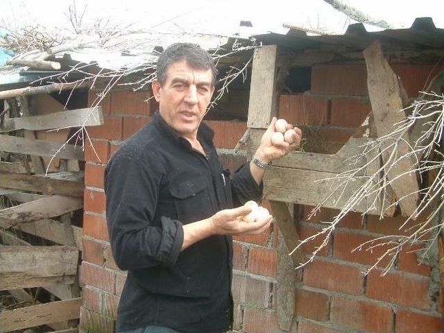 &Ccedil;iftlikte &Ccedil;alınan M&uuml;zik Verim Artırdı 2