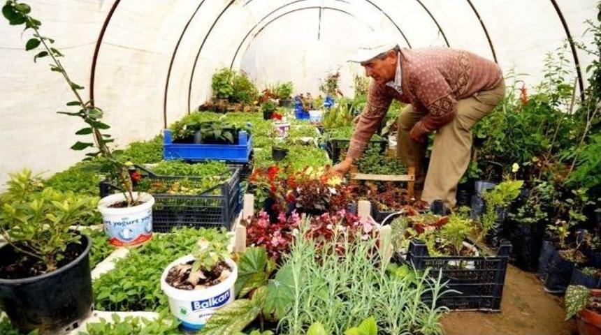 Fideler Toprakla Buluşmaya Başladı