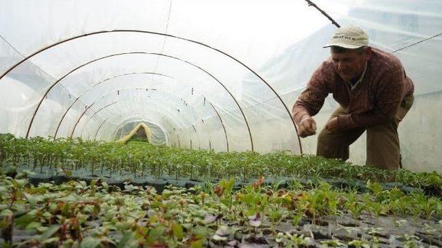 Fideler Toprakla Buluşmaya Başladı