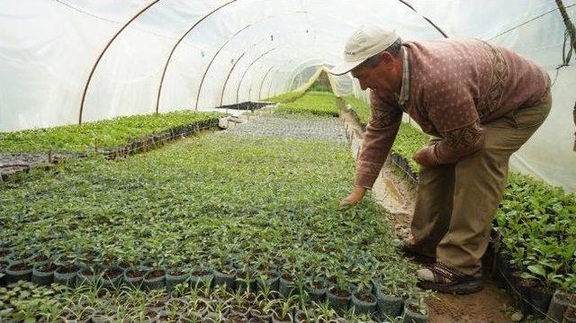 Fideler Toprakla Buluşmaya Başladı