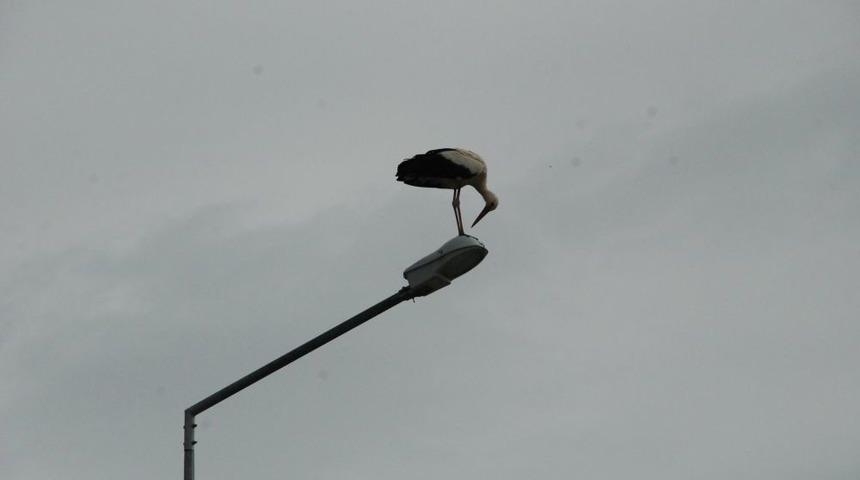 Leylekler I&ccedil;in Apartmanın &Ccedil;atısına Yuva Yaptı