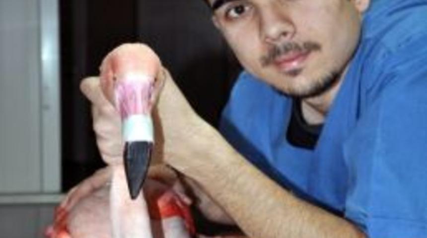 Yaralı Flamingo Tedavi Altına Alındı