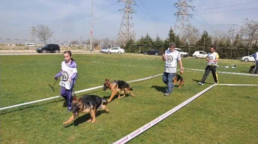 K-9 K&ouml;pekleri Menemen&rsquo;de Yarıştı