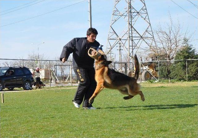 K-9 Köpekleri Menemen’de Yarıştı