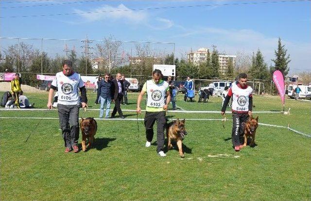 K-9 Köpekleri Menemen’de Yarıştı