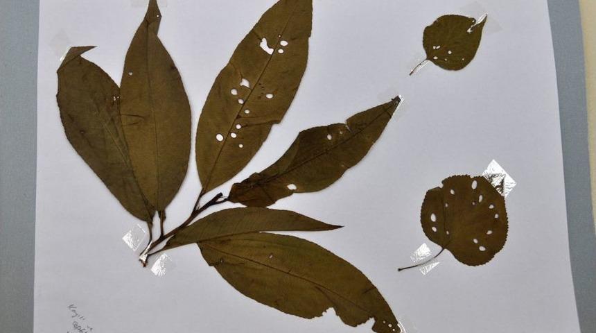 T&uuml;rkiye&rsquo;de Ilk Bitki Sağlığı Kliniği Hatay&rsquo;da Kuruluyor