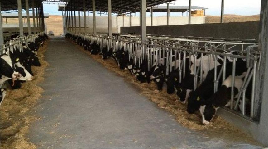 Adıyaman Damızlık Hayvan Yetiştiriciliği Birliği B&ouml;lgenin Merkezi Olma Yolunda