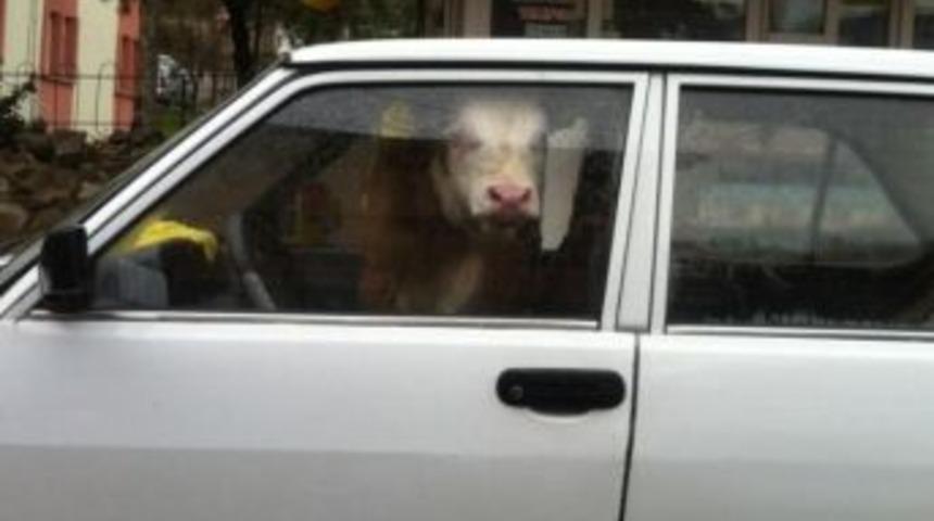 Buzağılı Yolculuk