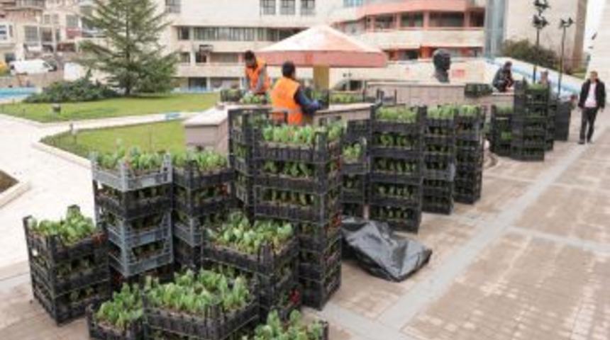 Altındağ'da Lale Dikimi Başladı