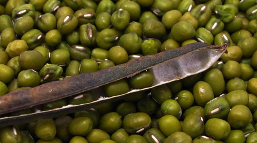 Bol vitaminli bir lezzet: Maş fasulyesi