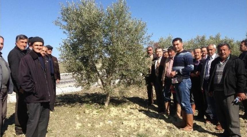 Zeytin &Uuml;reticisine Budama Kursu Verildi