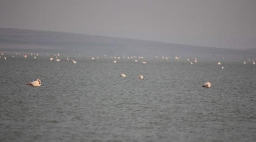 Seyfe G&ouml;l&uuml;ne Binlerce Flamingo Akın Etti
