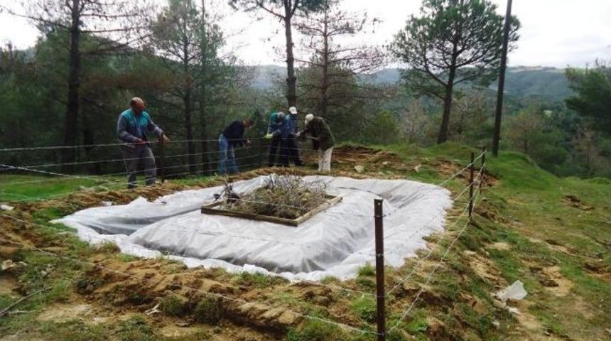 Sarıg&ouml;l'de &Ccedil;amkese B&ouml;ceği İle M&uuml;cadele Başlatıldı