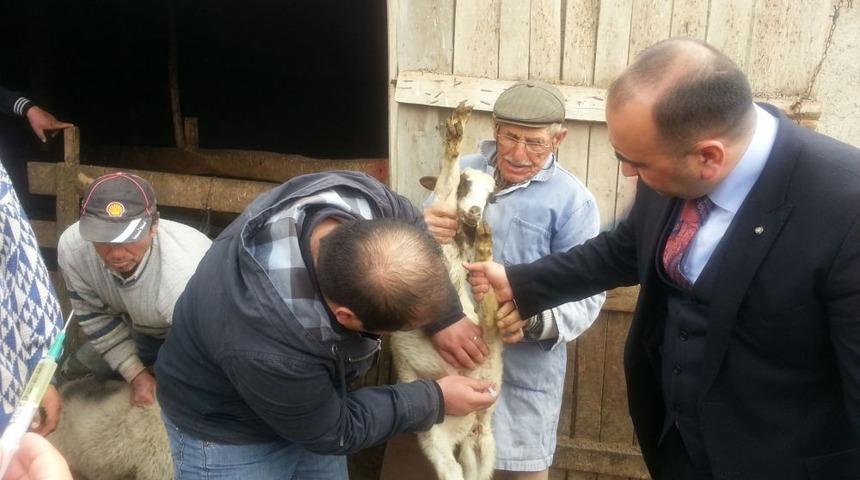 400 Kuzu Yetersiz Beslenme Ve Vitaminsizlikten &Ouml;ld&uuml;