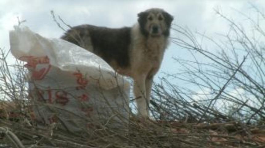 &Ccedil;atıdaki K&ouml;peğin Sansar N&ouml;beti