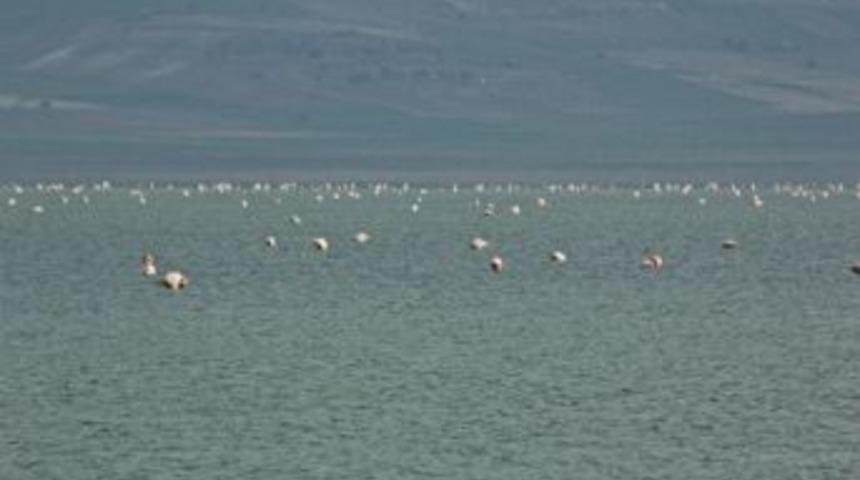 Seyfe Gölü Kuş Cenneti Yıllar Sonra Kuğu Ve Flamingoları Ağırlıyor