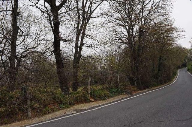 Trabzon a Doğal Botanik Parkı 2