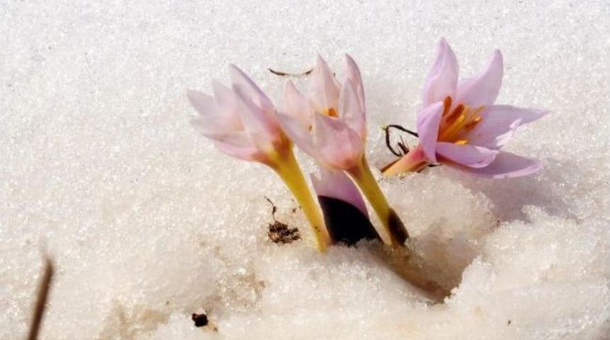 Baharın M&uuml;jdecisi Kardelenler A&ccedil;tı