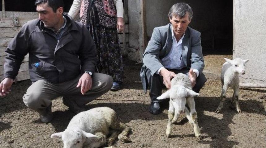 Sultandağı İl&ccedil;esinde 40 G&uuml;nde 400 Kuzu Telef Oldu