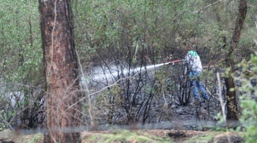 Yıldırım Ormanı Yakıtı