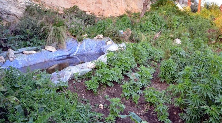 Mersin'de 53 Bin K&ouml;k Hint Keneviri Ele Ge&ccedil;irildi