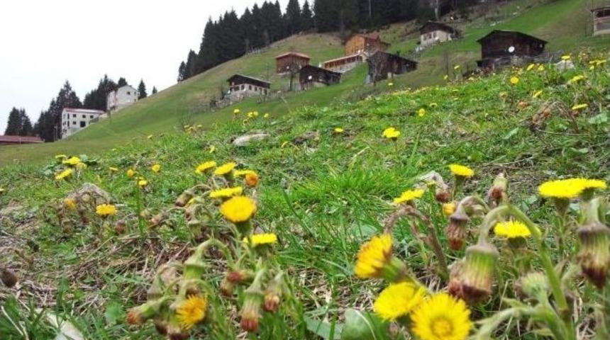 Ayder Yaylası&rsquo;na Bahar Geldi