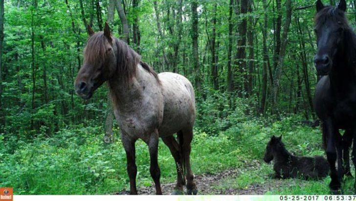 Burası Afrika değil Giresun!  G4