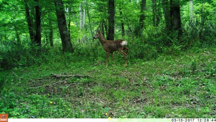 Burası Afrika değil Giresun!  G3
