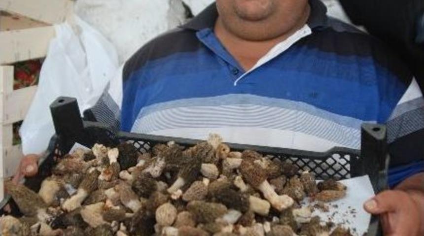 Kuzug&ouml;beği 70 Tl'den Satışa Sunuldu