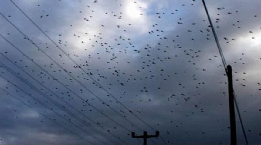 Sular &Ccedil;ekilince Sinekler De Gidecek