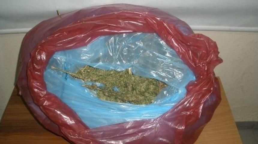 Zehir Tacirlerine Gece Darbesi