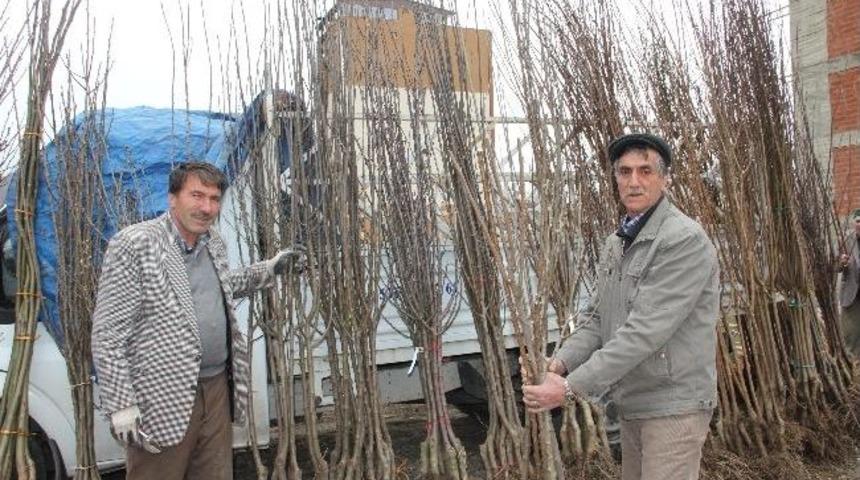 Halk Pazarında Fidan Satışları Başladı