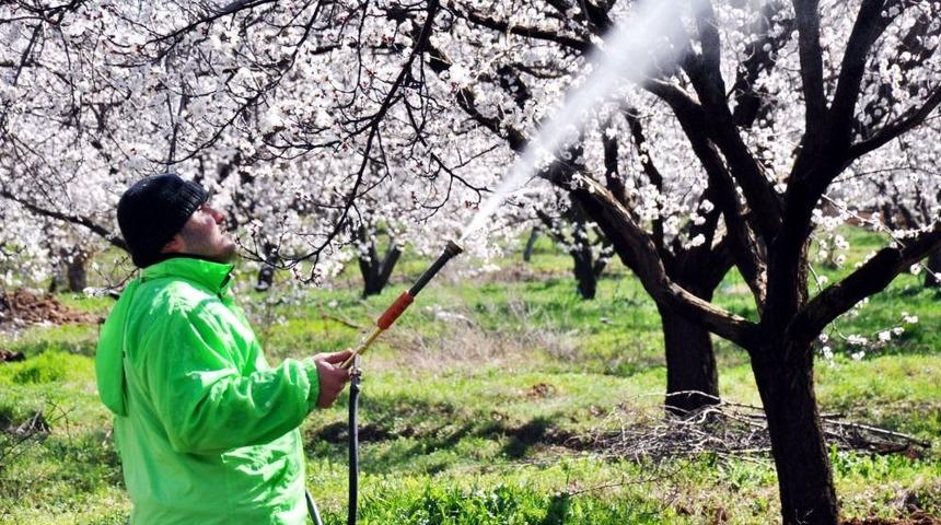 Malatya Kayısısını Don Vurdu