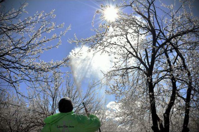 Malatya Kayısısını Don Vurdu 1