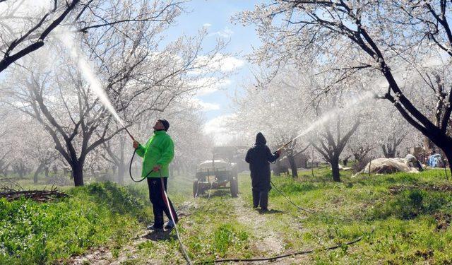Malatya Kayısısını Don Vurdu 2
