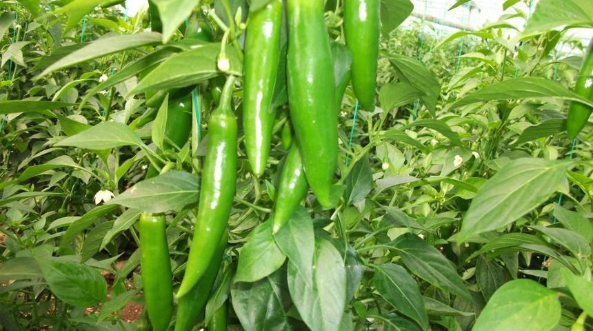 Avrupa'nın Jelebonu Antalya'da Siparişle &Uuml;retiliyor